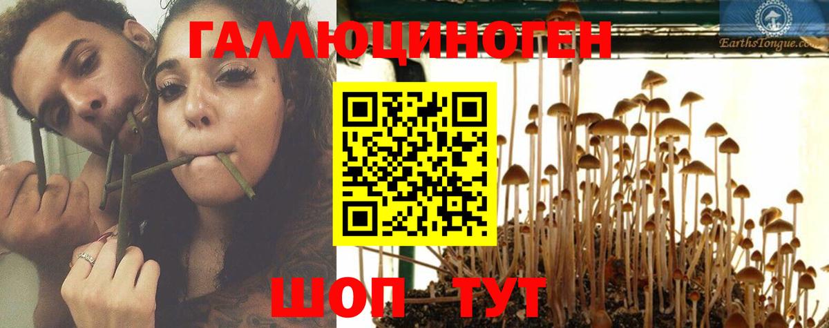 Галлюциногенные грибы Psilocybe Саянск